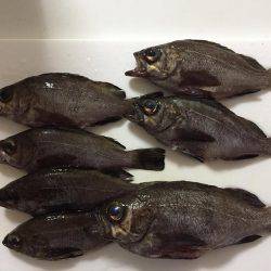 ベタ凪メバリング