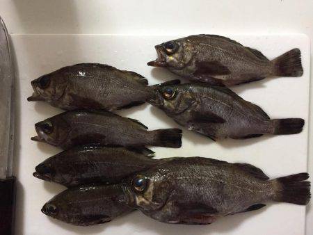 ベタ凪メバリング