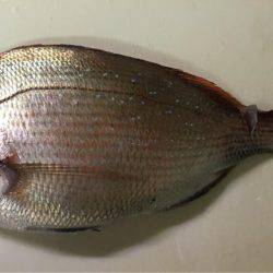 五目からのムギイカ