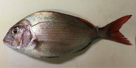 五目からのムギイカ