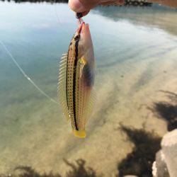 狙い通りでご満悦な釣行