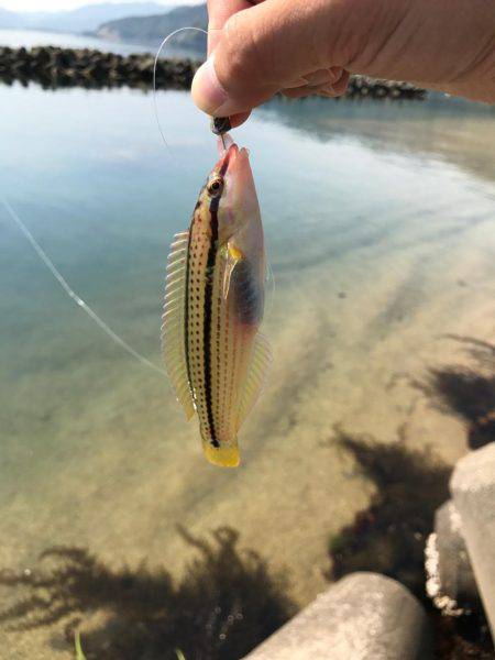 狙い通りでご満悦な釣行