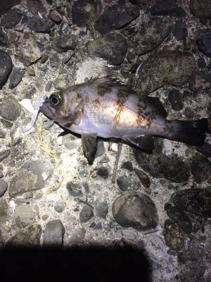 未開拓ポイント