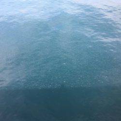 ベイト多過ぎ(苦笑)