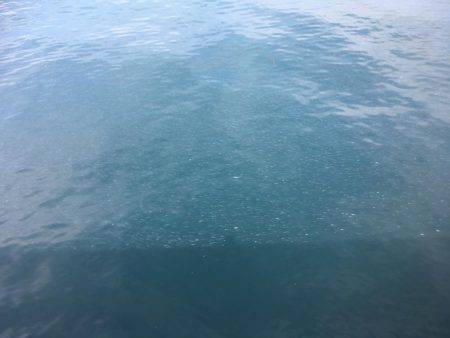 ベイト多過ぎ(苦笑)