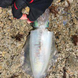 砂浜、海岸、アオリイカ