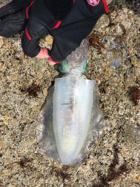 砂浜、海岸、アオリイカ