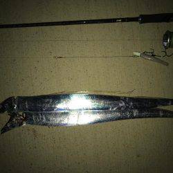 タチウオ短時間釣行