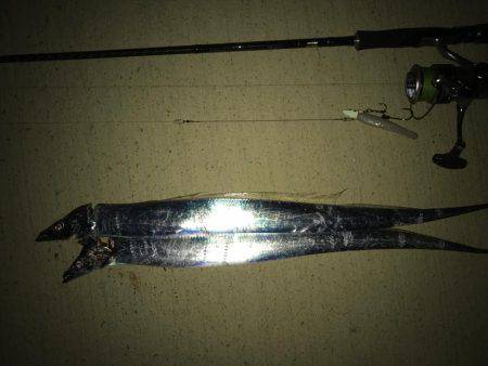 タチウオ短時間釣行