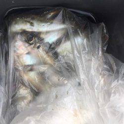 離島完徹アジング