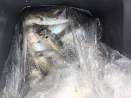 離島完徹アジング