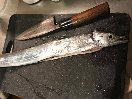 太刀魚ゲットなるか⁉︎