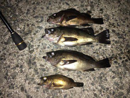 良型メバルゲット