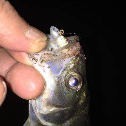 舞洲楽しくなって来ましたね〜