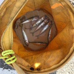 豆サバはジグで釣れ