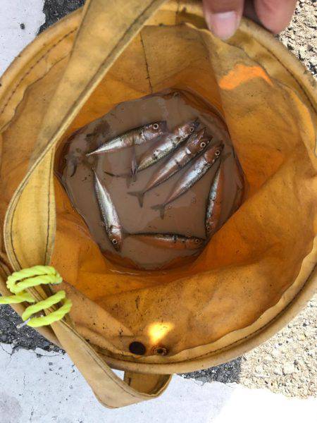 豆サバはジグで釣れ