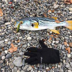 大里松原海岸 シマフグ40cm