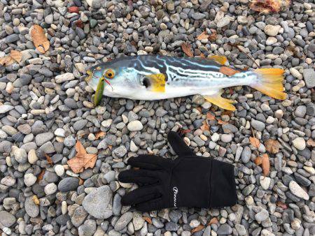 大里松原海岸 シマフグ40cm