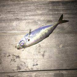 横浜アジング！