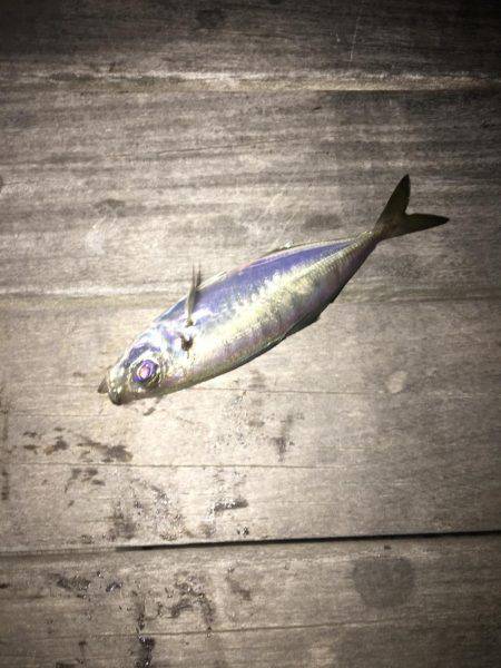 横浜アジング！