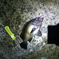 マッチョメバル×プラッキング