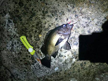 マッチョメバル×プラッキング