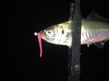 アジ乱獲(･∀･)