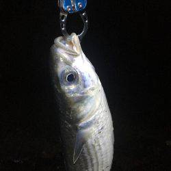 ぐんぐん走るあいつ