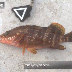 エギング&メバリング