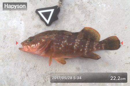 エギング&メバリング