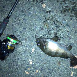 メバル好調です