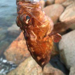 メバリングはまだまだ終わりません！