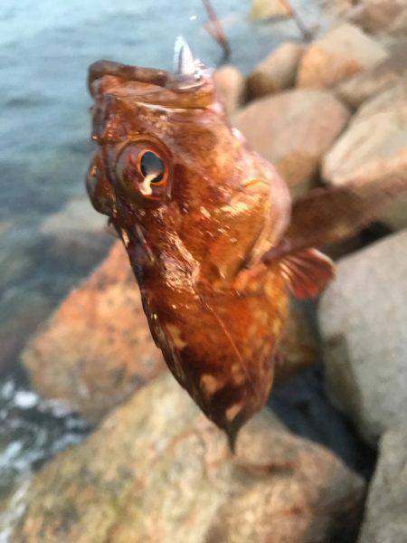 メバリングはまだまだ終わりません！