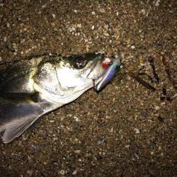 セイゴが釣れた