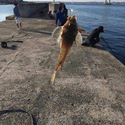 メバル、ガシラなどなど