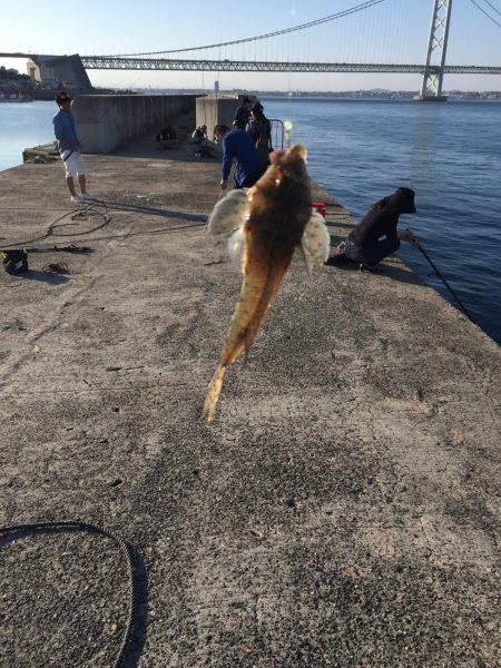 メバル、ガシラなどなど