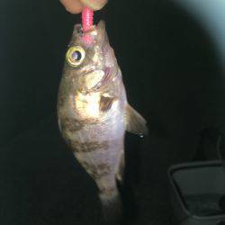 リ・リベンジ(笑)