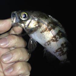 またまたメバリング!!