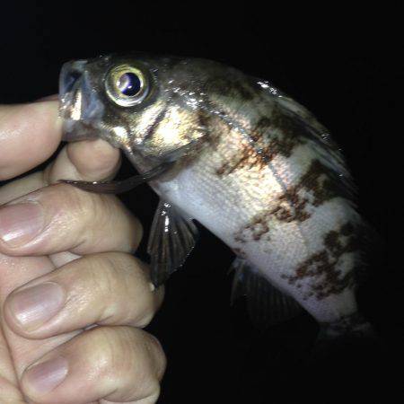 またまたメバリング!!