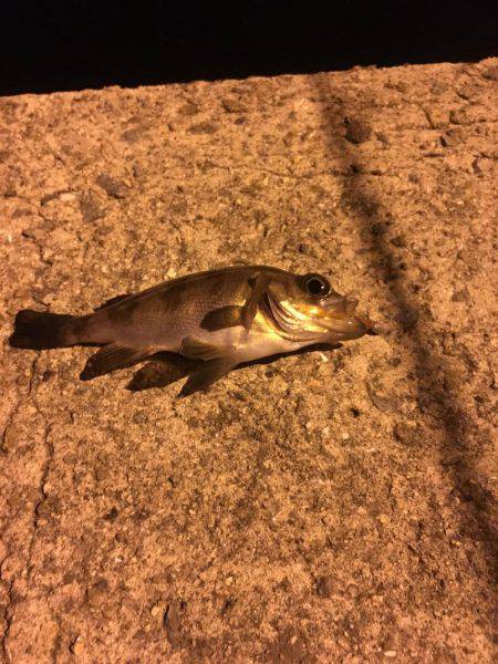 姫路妻鹿でメバリング