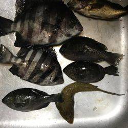 キスが食べたくて