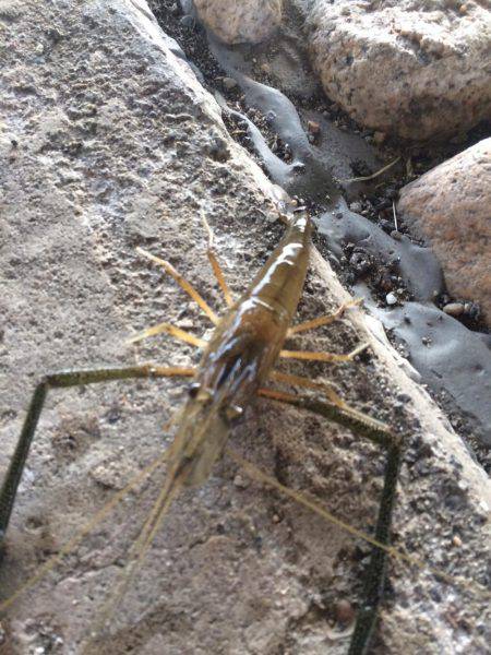 明石川でテナガエビ