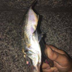 今夜も好調！横浜アジング