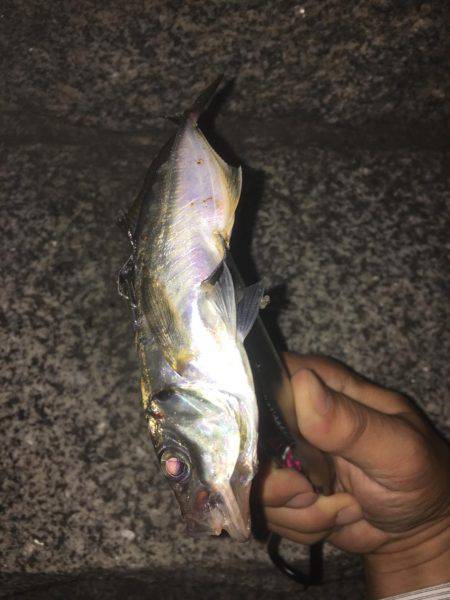 今夜も好調！横浜アジング