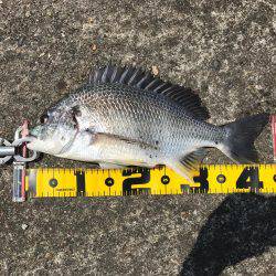 南港 チヌ フカセ