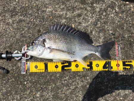 南港 チヌ フカセ