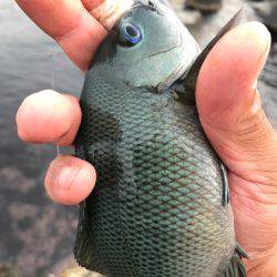 小浜市地磯フカセ釣り