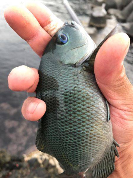 小浜市地磯フカセ釣り