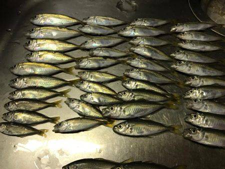 豆アジ釣行