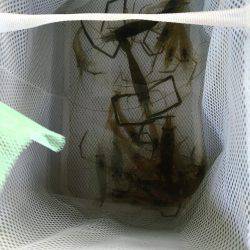 テナガエビ釣行in多摩川